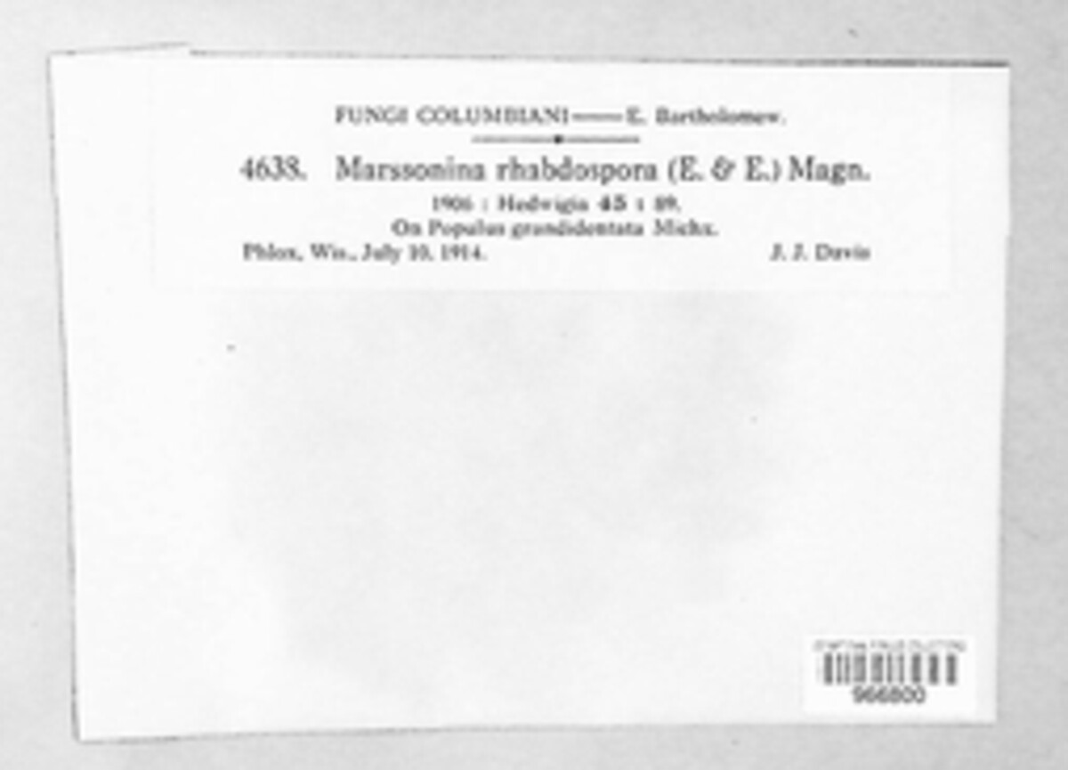 Marssonia rhabdospora image